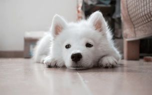 white fluffy puppy on the floor