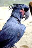 dark blue palm cockatoo