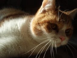 curious cat close-up