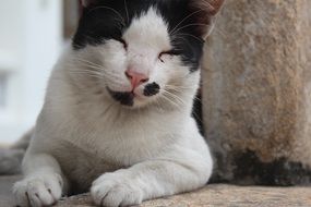 Grin Black And White cat