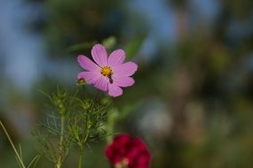fly on pink cosmos flower