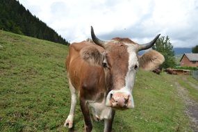 red horned Cow on meadow at Mountains