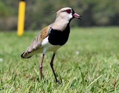 wild bright bird on the grass