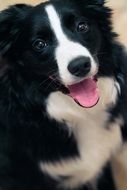 portrait of a border collie with a long pink tongue