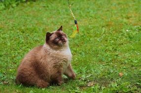 British Shorthair Cat Plays with toy on grass