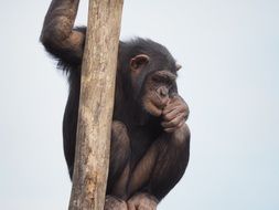 chimpanzee is sitting on a tree