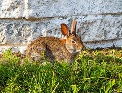 Cute rabbit in wildlife
