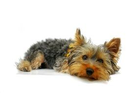 Yorkshire Terrier laying cute portrait