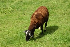 brown sheep on green grass