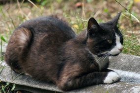 wild cat lies on the ground