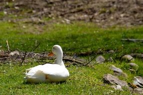 white Goose Bird