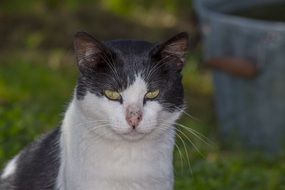 white-gray housecat