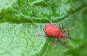 Apion frumentarium is a beetle from the family of Brentidae