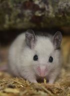 motionless white mouse
