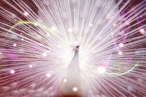 peacock with white plumage