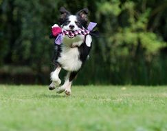 playful border collie dog with a toy