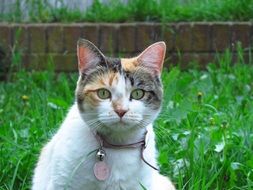 three colored cat with collar