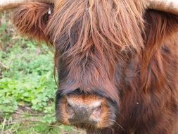 mountain cow closeup