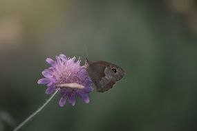 butterfly on a flower meadow