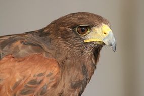 bird of prey with big beak close up