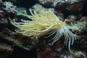 Sea Anemone in aquarium