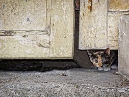 Cat under the door