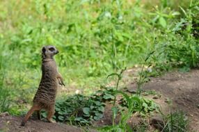 Picture of the meerkat in natural life