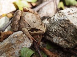 beautiful Forest Frog close-up
