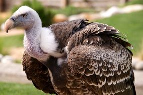 vulture is a large bird of prey