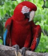 perched red macaw