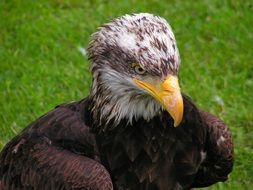 Bald Eagle Head