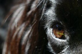 Eye of black Puppy Dog Closeup