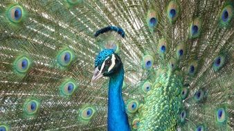 cute lovely Peacock Bird