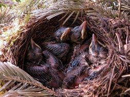 BlackBirds in a nest on a tree