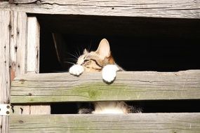 domestic cat in hiding place