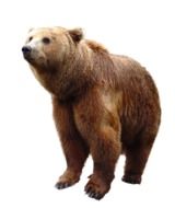 photo of a brown bear on a white background