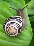 striped snail on a green leaf