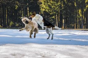 irish soft coated wheaten terrier and jack russell terrier are playing in the snow