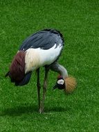grey crowned Crane stands on lawn