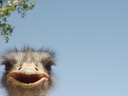 ostrich head against the sky and a tree branch