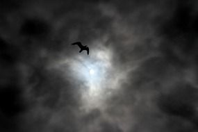 a bird in a gloomy sky