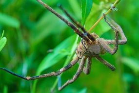 Big Tarantula spifer in the wildlife