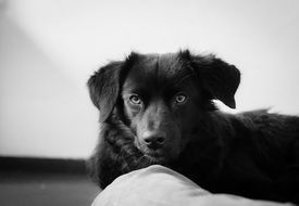 Black Labrador