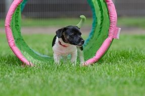 puppy jack russell on green grass
