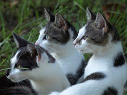 three curious cats close-up on blurred background