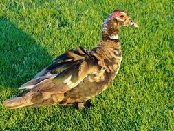 Waterfowl duck on the grass