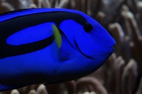 Palette Surgeonfish in reef