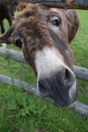 enchanting Donkey Curiosity Head