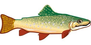 Trout Fish drawing