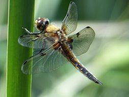 flying dragonfly
